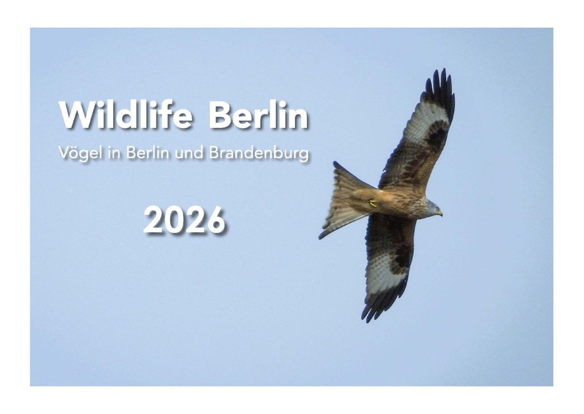 2026_A3_Quer_0013_2026_Quer_Seite (1)