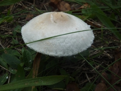 Acker Schirmling (1)