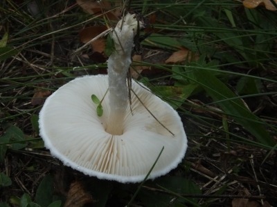 Acker Schirmling (2)