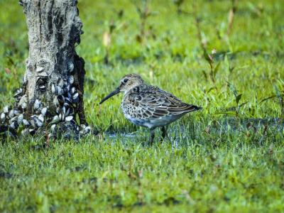 Alpenstrandläufer 1