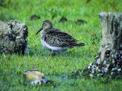 Alpenstrandläufer 2