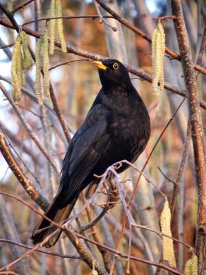 Amsel 1