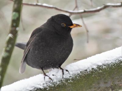 Amsel im Schnee 7