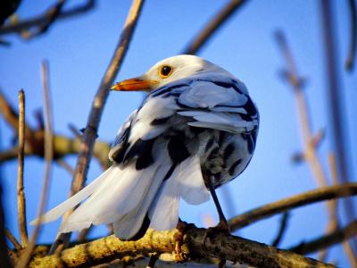 Amsel (leuzistisch) 4