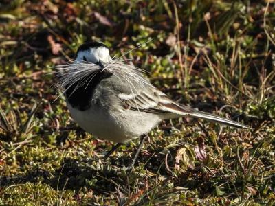 Bachstelze mit Nistmaterial 1