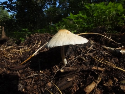 Behangener Faserling 2