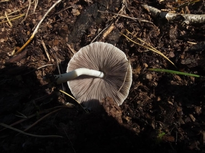 Behangener Faserling 3