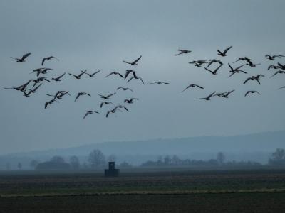 Blässgans (Blessgans) 1