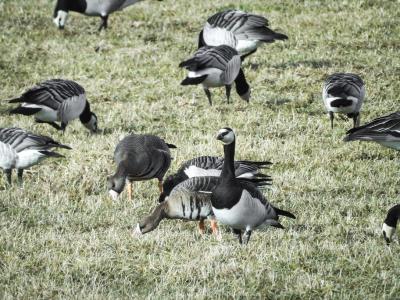 Blässgans (Blessgans)  Nonnen (Weißwangen)gans 2