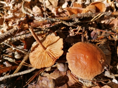 Brennender Rübling 1