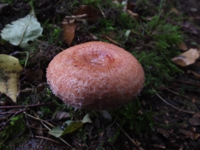 DSCF1624, Birken - Reizker