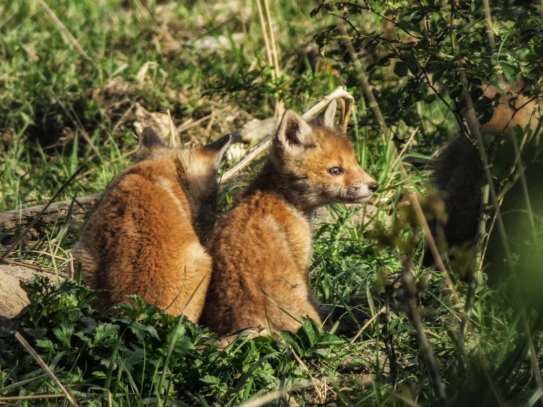 Rotfuchs 6