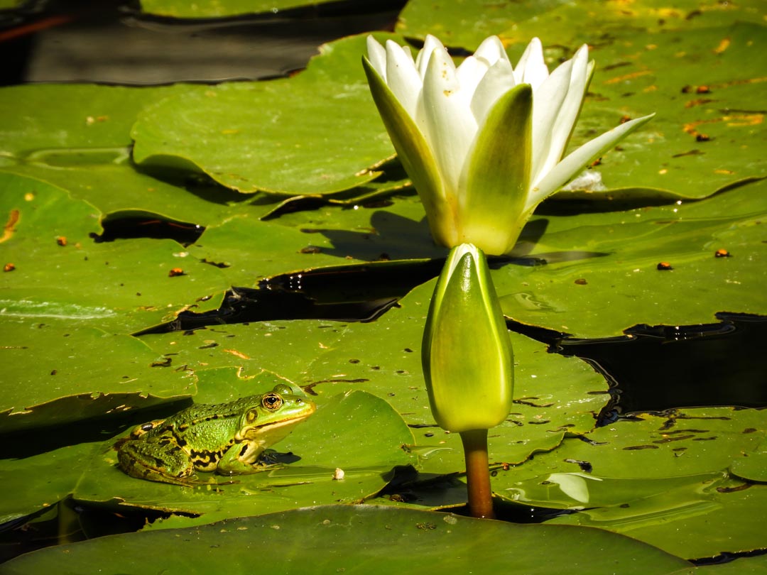 Seerose 1