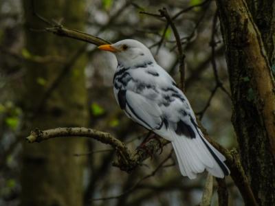 Amsel (leuzistisch) 6