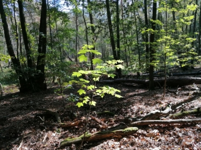 Bergahorn, Spandauer Wald, Berlin (223)