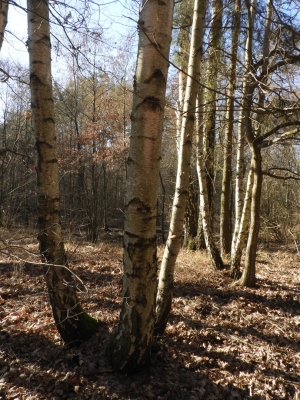 Birke, Grünau, Krumme Lake (61)