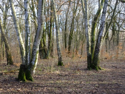 Birke, Plänterwald, Berlin (34)