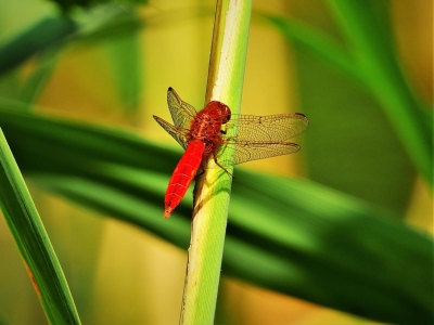 Blutrote Heidelibelle 1