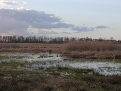 Buch Försterei (44)