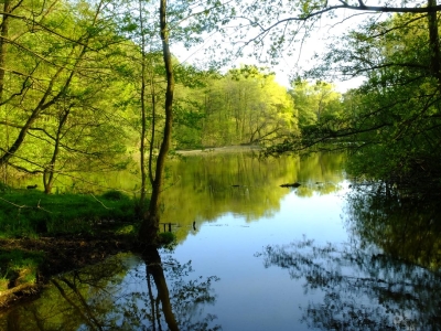 Buch Seen, Rieselfelder (47)