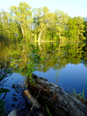 Buch Seen, Rieselfelder (52)