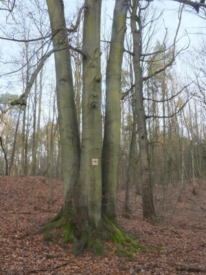 Buche ,Hermsdorf Försterei (79)