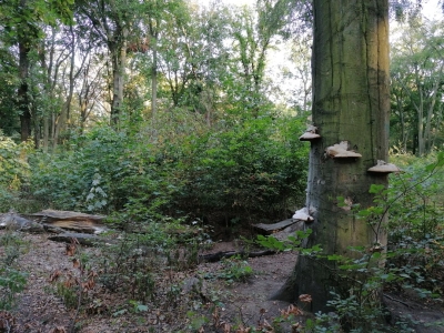 Buche, Plänterwald, Berlin (69)