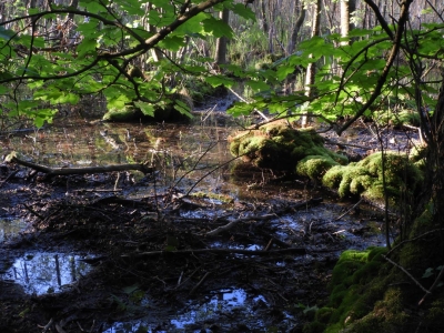 Dachsberg Försterei (215)