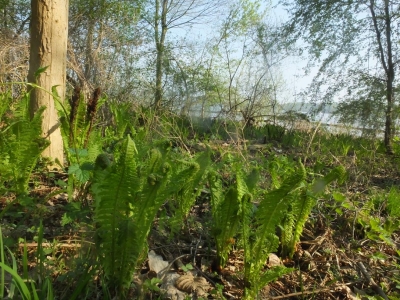 Düppeler Wald, Wannsee (8)