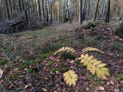 Eberesche, Düppeler Wald, Wannsee (393)