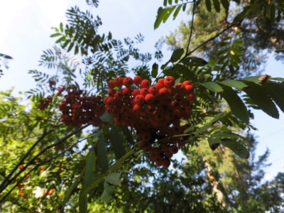 Eberesche, Königsheide Wald (20)