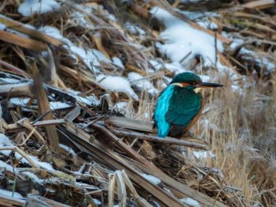 Eisvogel Weibchen im Schnee 3