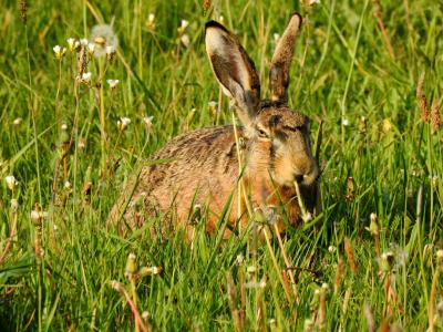 Feldhase 4