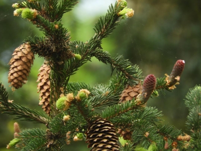 Fichte, Düppeler Wald 2, Wannsee (39)