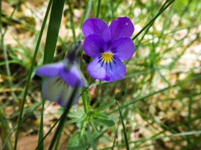 Gewöhnliches Stiefmütterchen 1