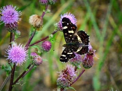 Landkärtchen Sommer 1