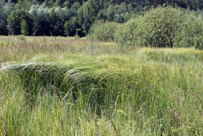 Ortsteil-Grunewald (16)