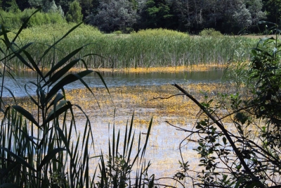 Ortsteil-Grunewald (17)