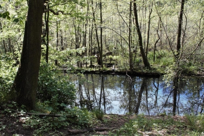 Ortsteil-Grunewald (33)