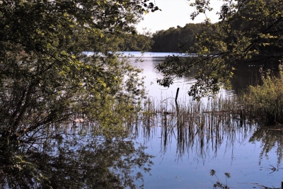 Ortsteil-Grunewald (36)