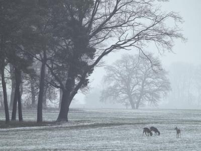 Reh in Winterlandschaft 7