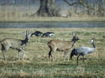 Rehe, Kranich und Gänse 5