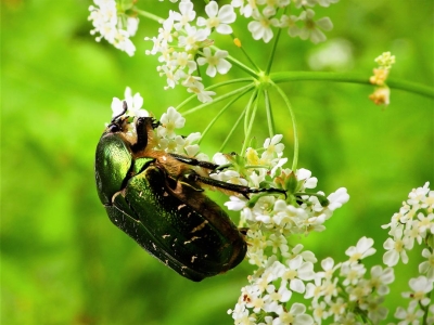 Rosenkäfer 1