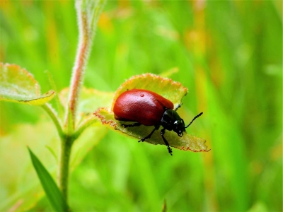 Roter Pappelblattkäfer 1