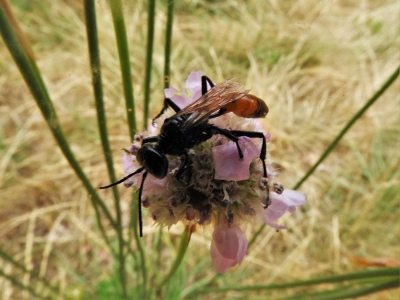 Sandwespe 1